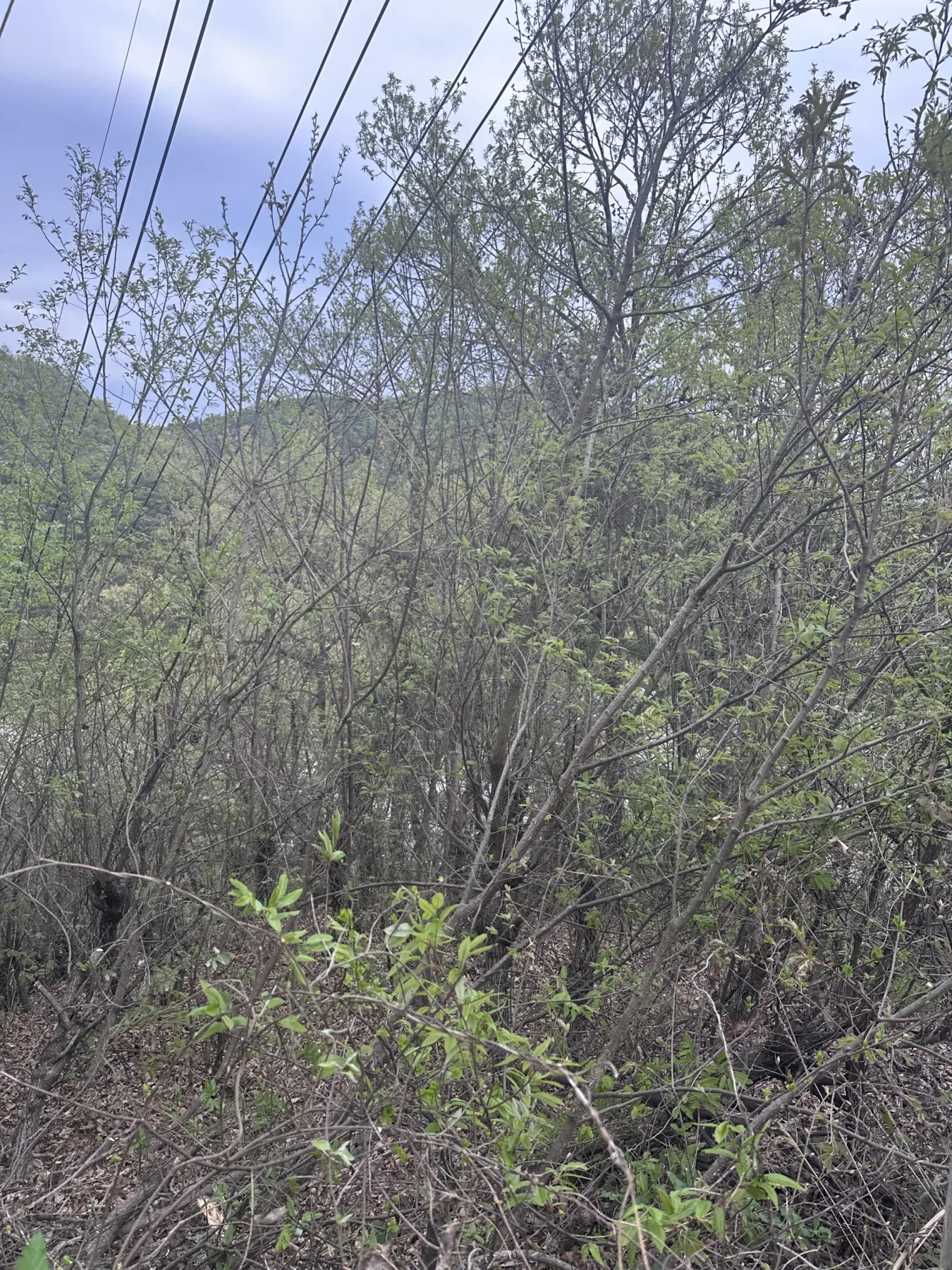 경사진 산지에 우거진 나무와 잡목이 있는 현장
