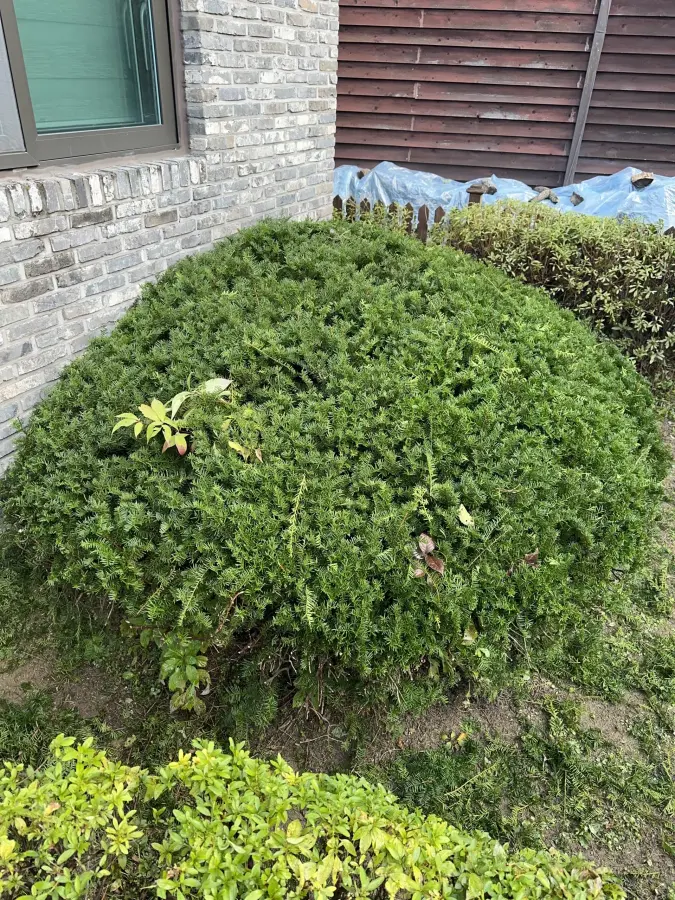 건물 담장에 가까이 붙은 나무를 정리하는 위험수목 제거 현장 9