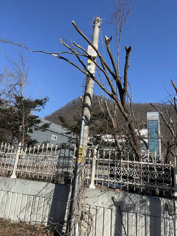 건물 담장에 가까이 붙은 나무를 정리하는 위험수목 제거 현장 3
