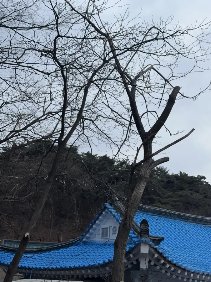 고소작업대로 대형 소나무를 절단하는 현장 8