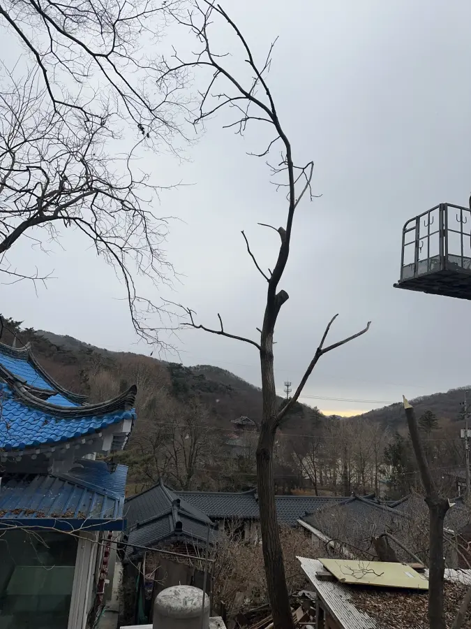 고소작업대로 대형 소나무를 절단하는 현장 5