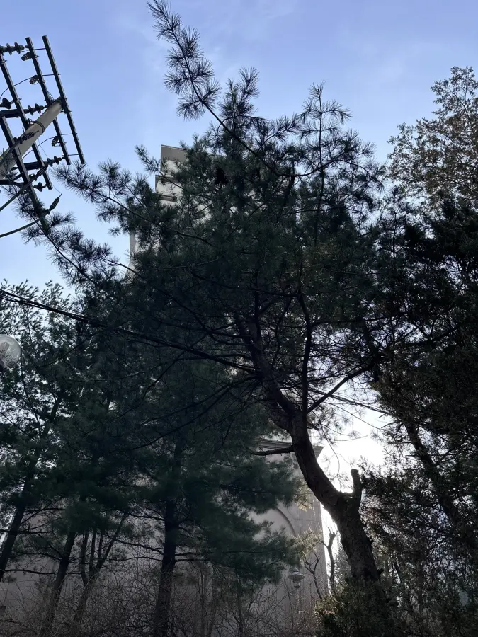 경사진 산지에 우거진 나무와 잡목을 정리하는 현장 10