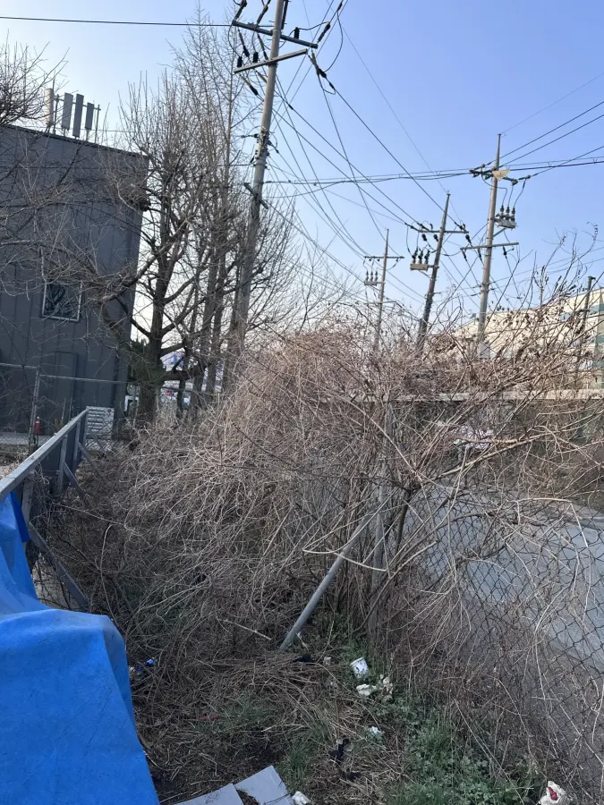 벌목 후 밑동과 잔해를 정리한 현장 7