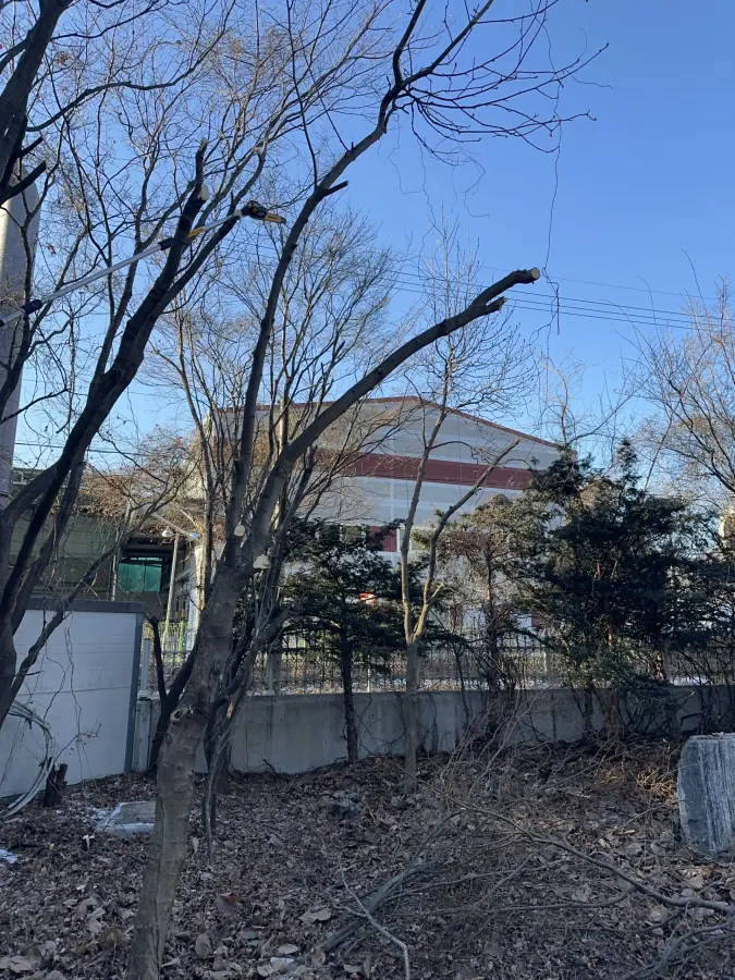 건물 담장에 가까이 붙은 나무를 정리하는 위험수목 제거 현장 4