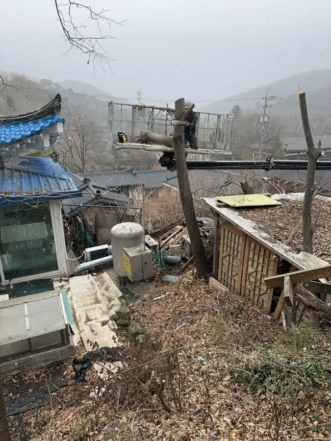 고소작업대로 대형 소나무를 절단하는 현장 3