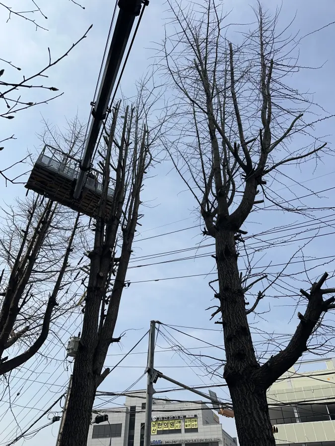 경사진 산지에 우거진 나무와 잡목을 정리하는 현장 11