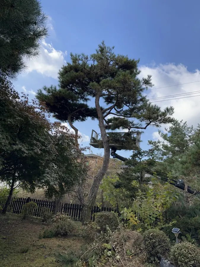 벌목 후 밑동과 잔해를 정리한 현장 9