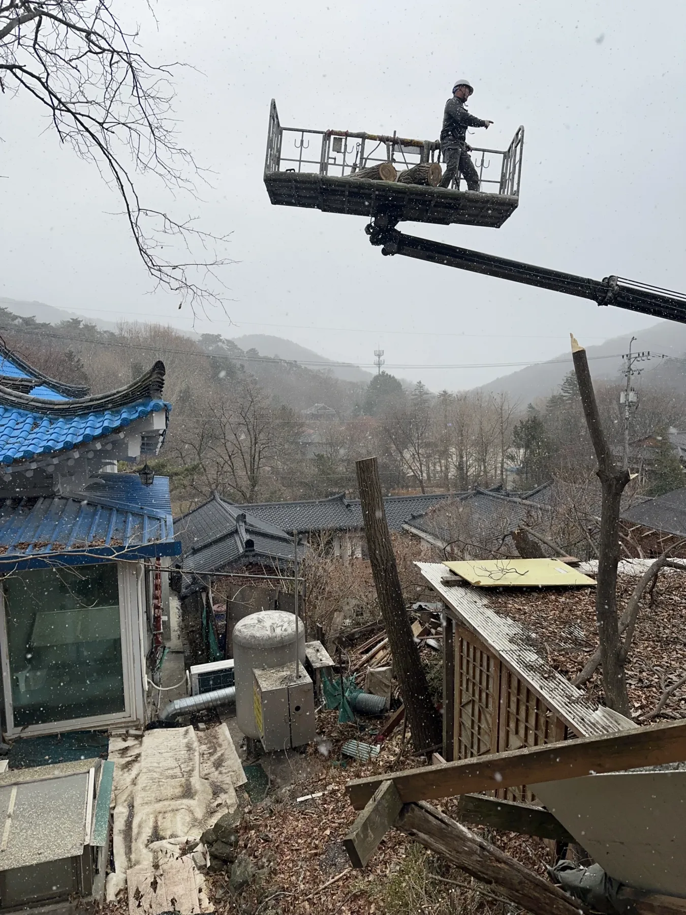 고소작업대를 이용해 대형 소나무를 절단하는 현장