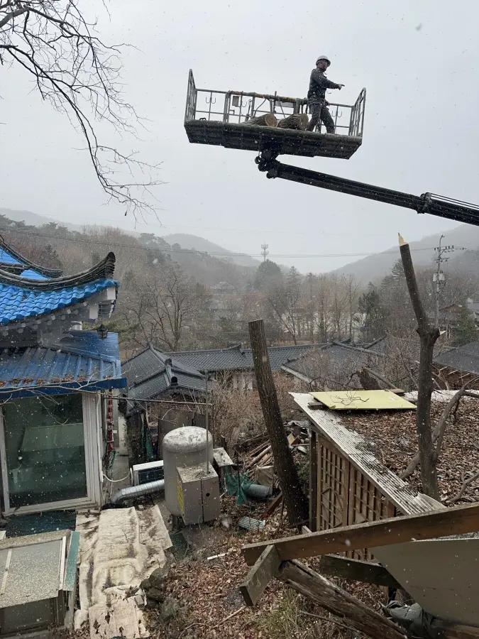 대형 소나무 벌목 현장 대표 사진
