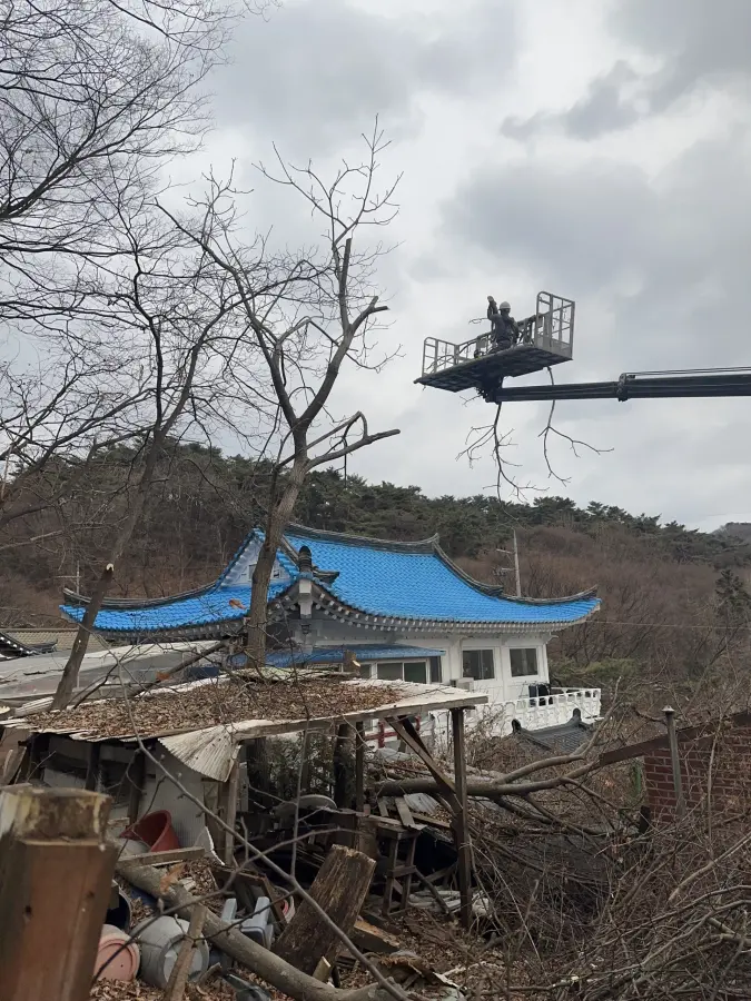 고소작업대로 대형 소나무를 절단하는 현장 9