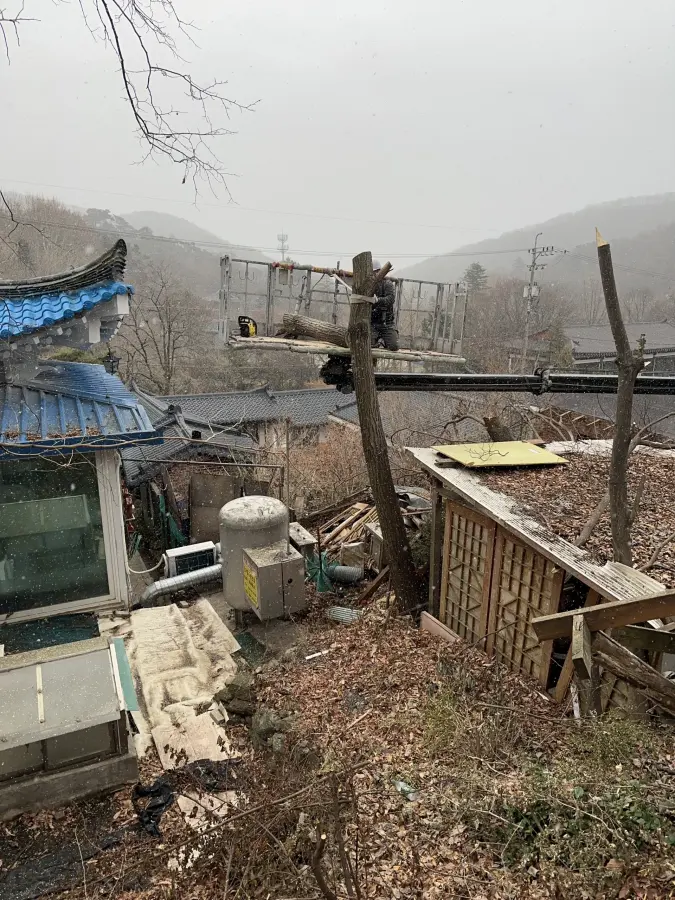 고소작업대로 대형 소나무를 절단하는 현장 2