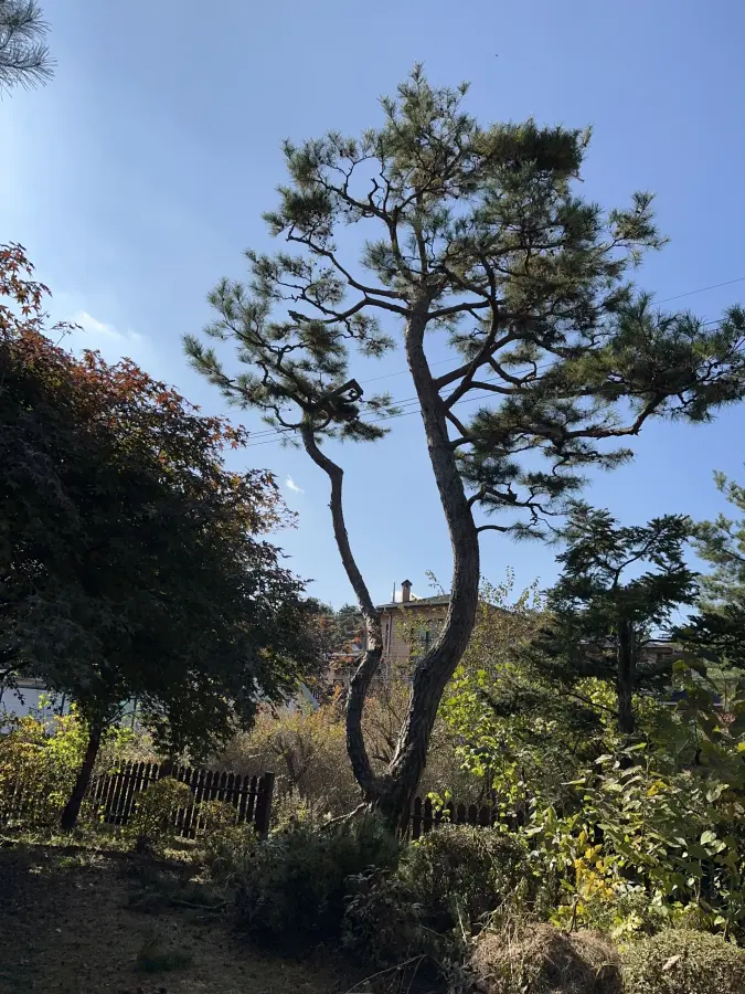 벌목 후 밑동과 잔해를 정리한 현장 8