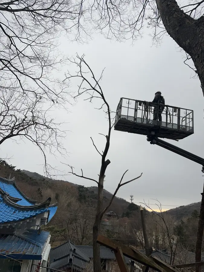 고소작업대로 대형 소나무를 절단하는 현장 4