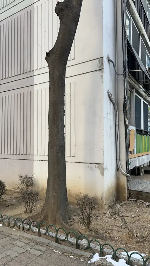 경사진 산지에 우거진 나무와 잡목을 정리하는 현장 4