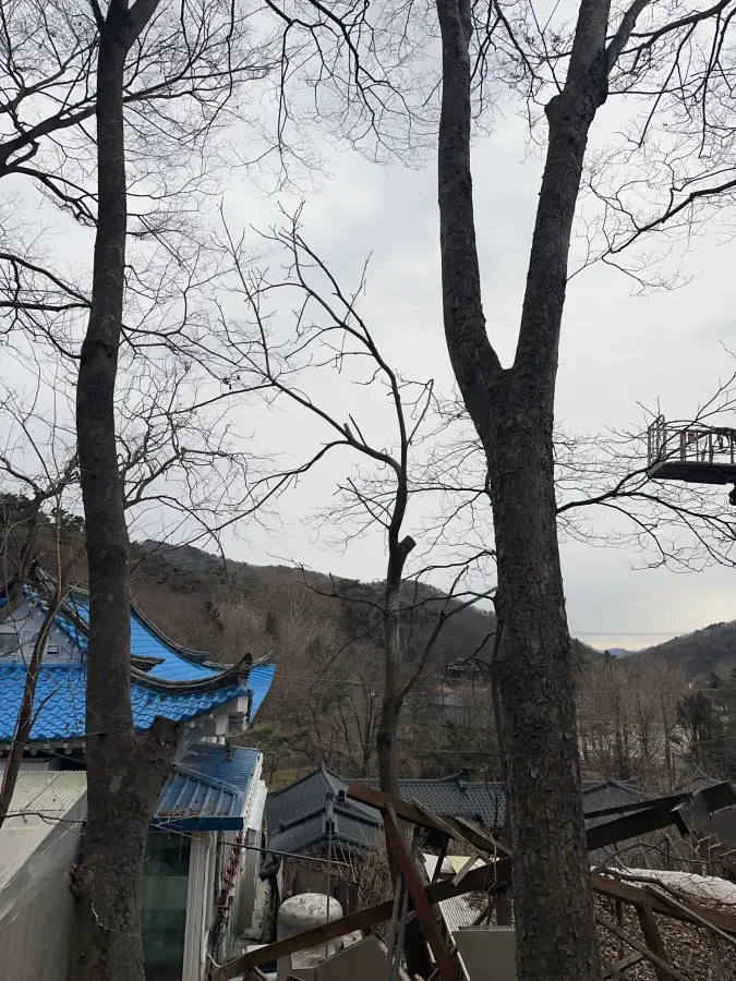 고소작업대로 대형 소나무를 절단하는 현장 7