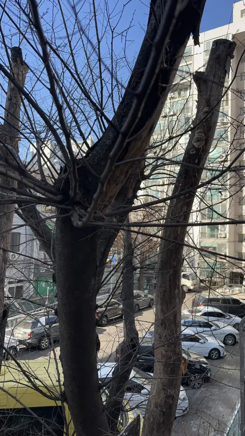 경사진 산지에 우거진 나무와 잡목을 정리하는 현장 3