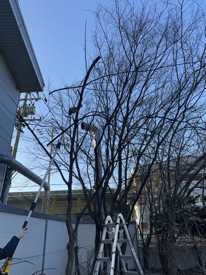 건물 담장에 가까이 붙은 나무를 정리하는 위험수목 제거 현장 6